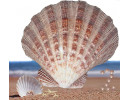 Seashell Art