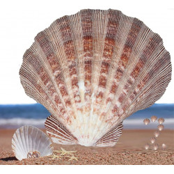 Sea Shells