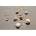 Sea Shells